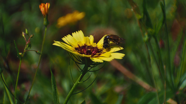 Yellow flower attracting coleopteros to pollinate
