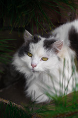 Naklejka na ściany i meble Big fluffy cat, portrait in spruce needles