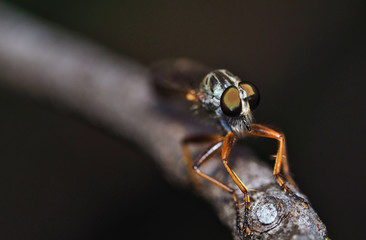 Detail of the specimen eyes of Family Asilidae