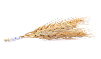 Ear of barley rice on white background