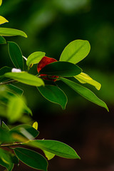 A beautiful back light image for great wallpaper.