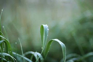 Close up of fresh green wet grass with water drops in the early morning in countryside
