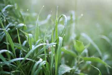 Close up of fresh green wet grass with water drops in the early morning in countryside
