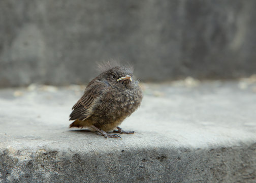 young bird lonely on side walk