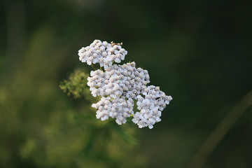 Insect field bug on a yarrow white flower