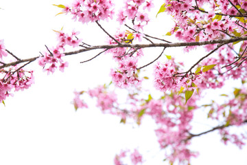 Naklejka na ściany i meble Beautiful cherry blossom or sakura in spring time over sky