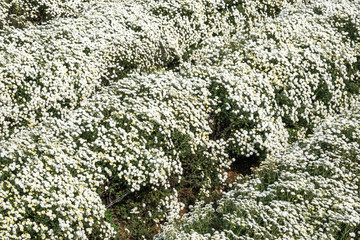 beautiful white chrysanthemum farm