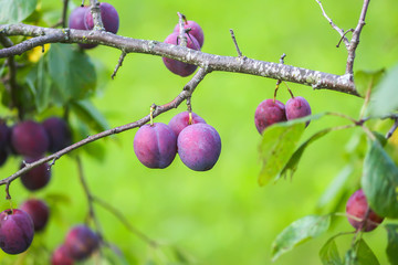 Ripe organic fresh plum fruits on tree branches in summer garden