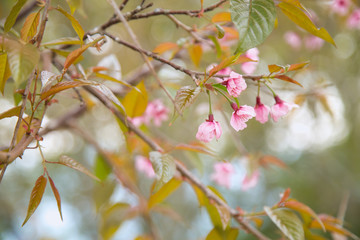 Beautiful cherry blossom or sakura in spring time over  sky