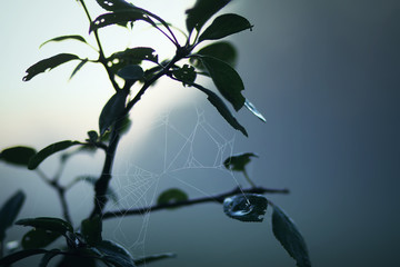 Garden trees in evening mist at summer