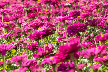 pink and purple cosmos flowers farm