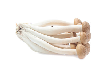 brown beech mushroom or Shimeji mushroom on white background