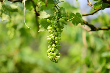 Green grapes in the vineyard are producing products/Green grape tree