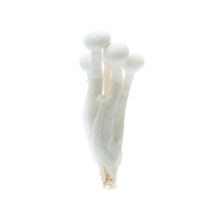 white beech mushroom or Shimeji mushroom on white background