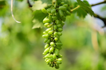 Green grapes in the vineyard are producing products/Green grape tree