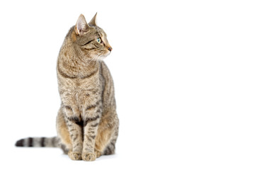 Adult grey tabby cat sitting isolated on white background