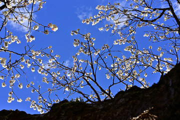 Japanese plum blossoms begin blooming.
