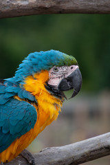 Blue and Gold Macaw Profile on Perch