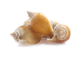 Seashell isolated on white