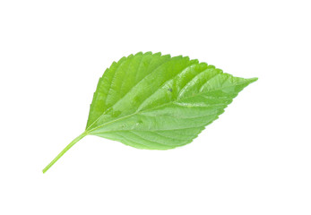 Fototapeta na wymiar green leaf isolated on a white