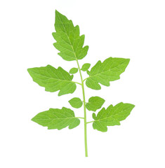 Fototapeta premium fresh tomato leaf on white background