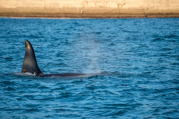 Orca killer whale inside Genoa Habor in mediterranean sea