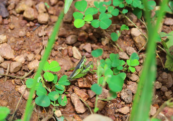Closeup grasshopper couple making love in the rain forest