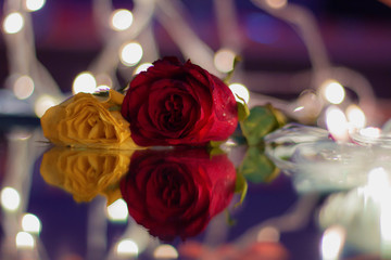 A beautiful red and yellow rose for your valentine