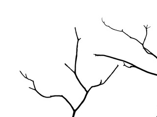 dry branch tree silhouette on white background