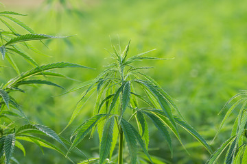cannabis plantation