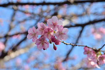 The Kawazu cherry tree is an early cherry tree.