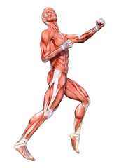 3D Rendering Male Anatomy Figure on White