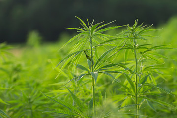 cannabis or hemp plantation