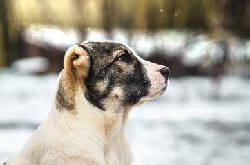 Beautiful and bright portrait alabai, dog puppy in snowy weather