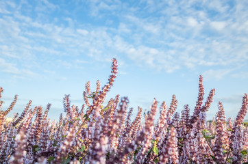 pink purple mesona flowers