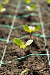 Agriculture Sunflower Helianthus Seed for Sprout Planting in the Garden.