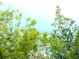 Obraz premium bamboo tree in garden