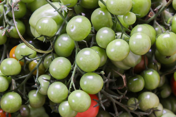 Ripe red and green unripe tomatoes