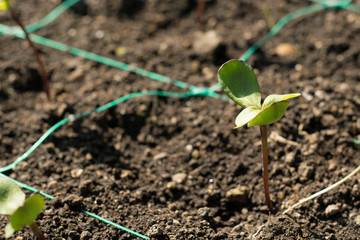 Agriculture Sunflower Helianthus Seed for Sprout Planting in the Garden.