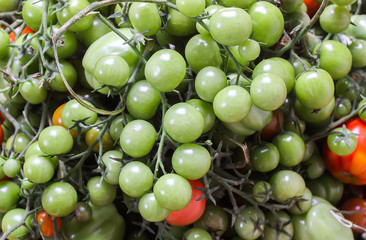 Ripe red and green unripe tomatoes