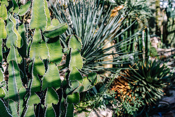 Obraz premium Various species of cactuses in botanical glasshouse