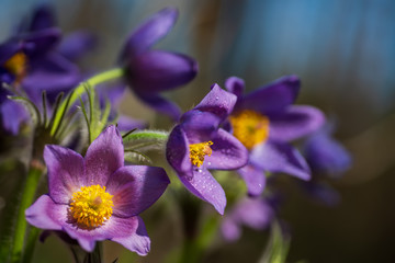 Pasque or anemone flowers in sunny spring forest