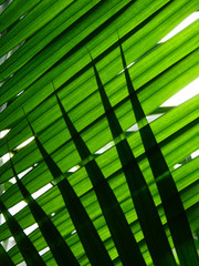 green palm leaf with shadow