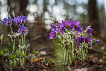 Pasque or anemone flowers in sunny spring forest