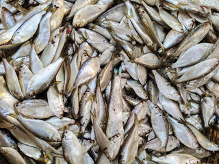 Lots of Indian Fishes selling in the Indian Market.