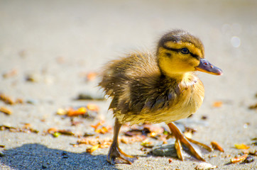 Close up on a Wet Baby Duck.