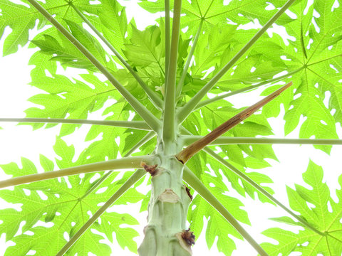 papaya tree with green leaf