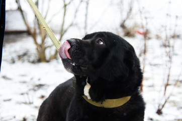 Big Alabai dog on a leash licks, portrait photo
