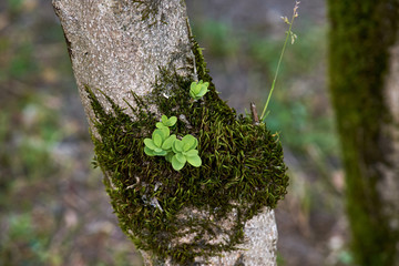 Tree trunk with moss