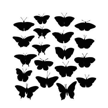 butterfly silhouette, icon, vector sketch illustration